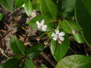 Seaside clerodendrum